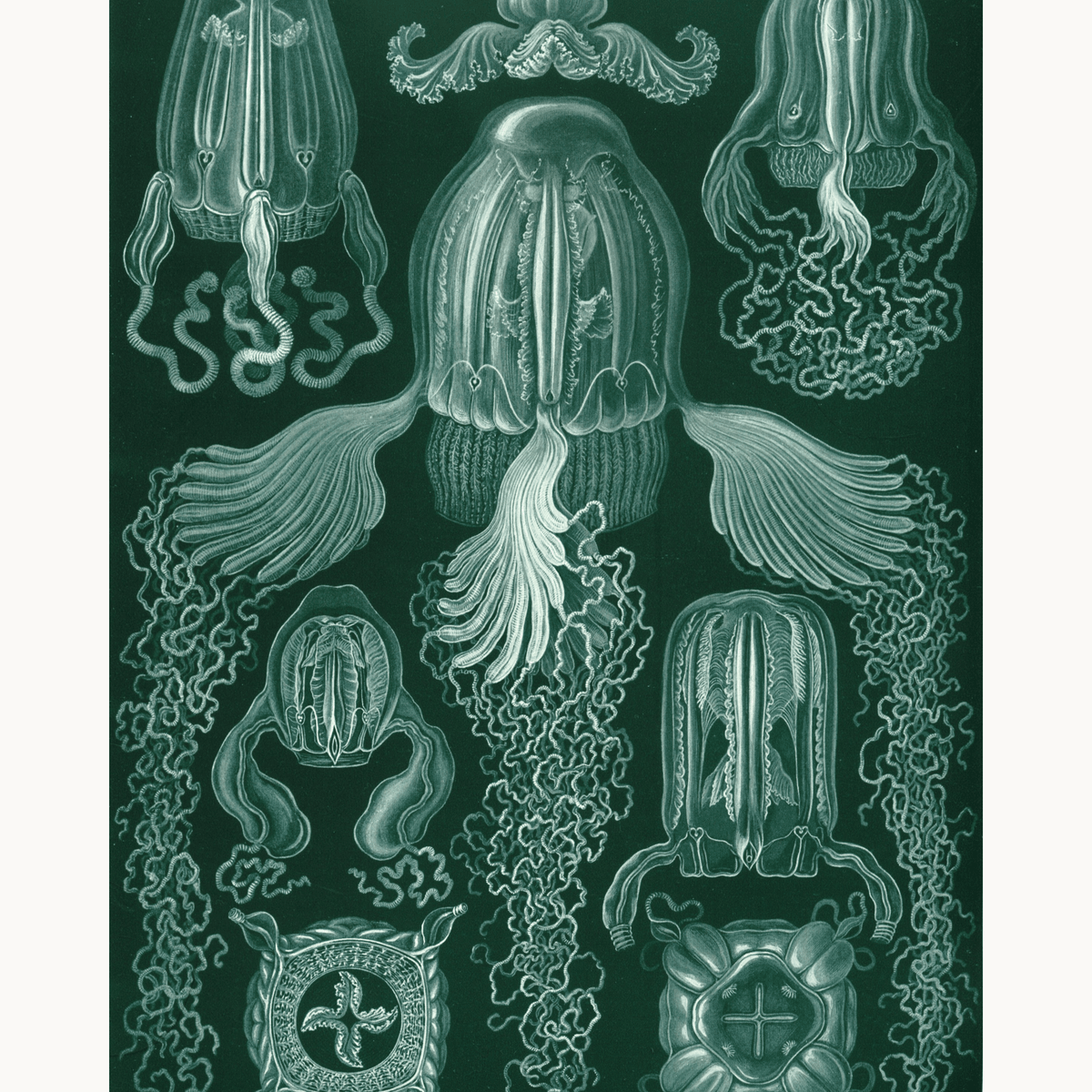 Cubomedusae by Ernst Haeckel - Number Artist Paint by Numbers Kits
