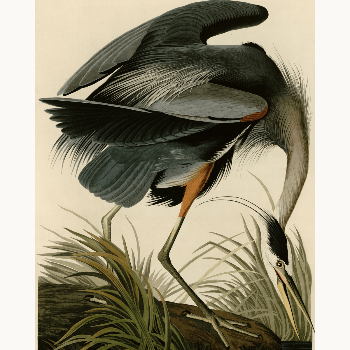 Great Blue Heron by John James Audubon - Number Artist Paint by Numbers Kits