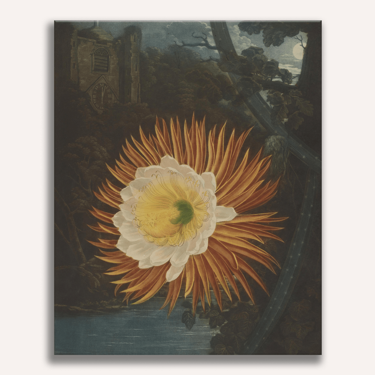 The Night-Blowing Cereus by Robert John Thornton - Number Artist Paint by Numbers Kits