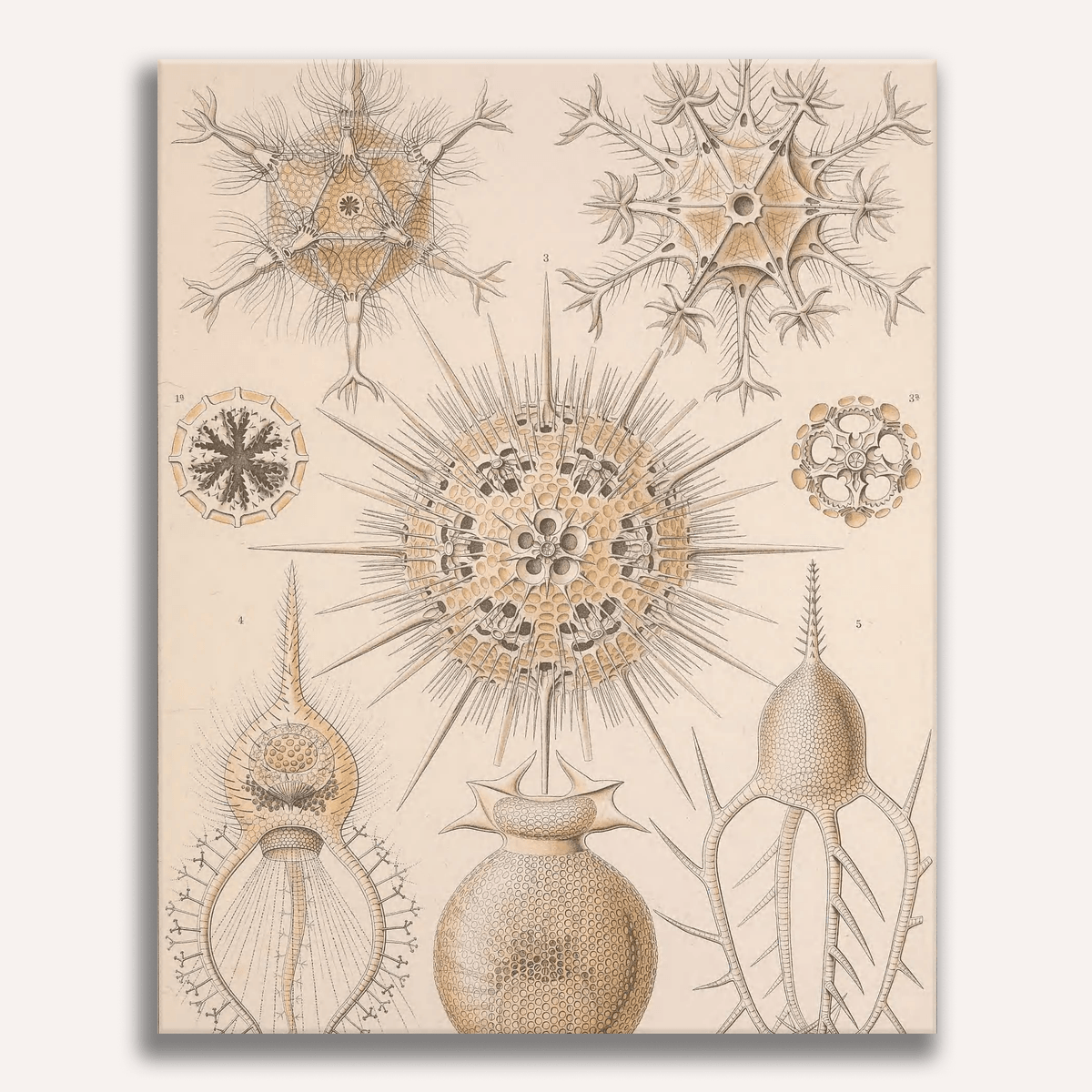 Phaeodaria by Ernst Haeckel - Number Artist Paint by Numbers Kits