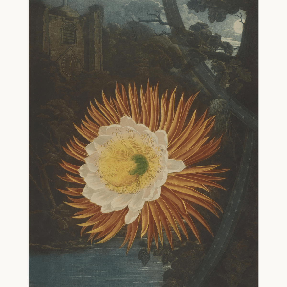 The Night-Blowing Cereus by Robert John Thornton - Number Artist Paint by Numbers Kits