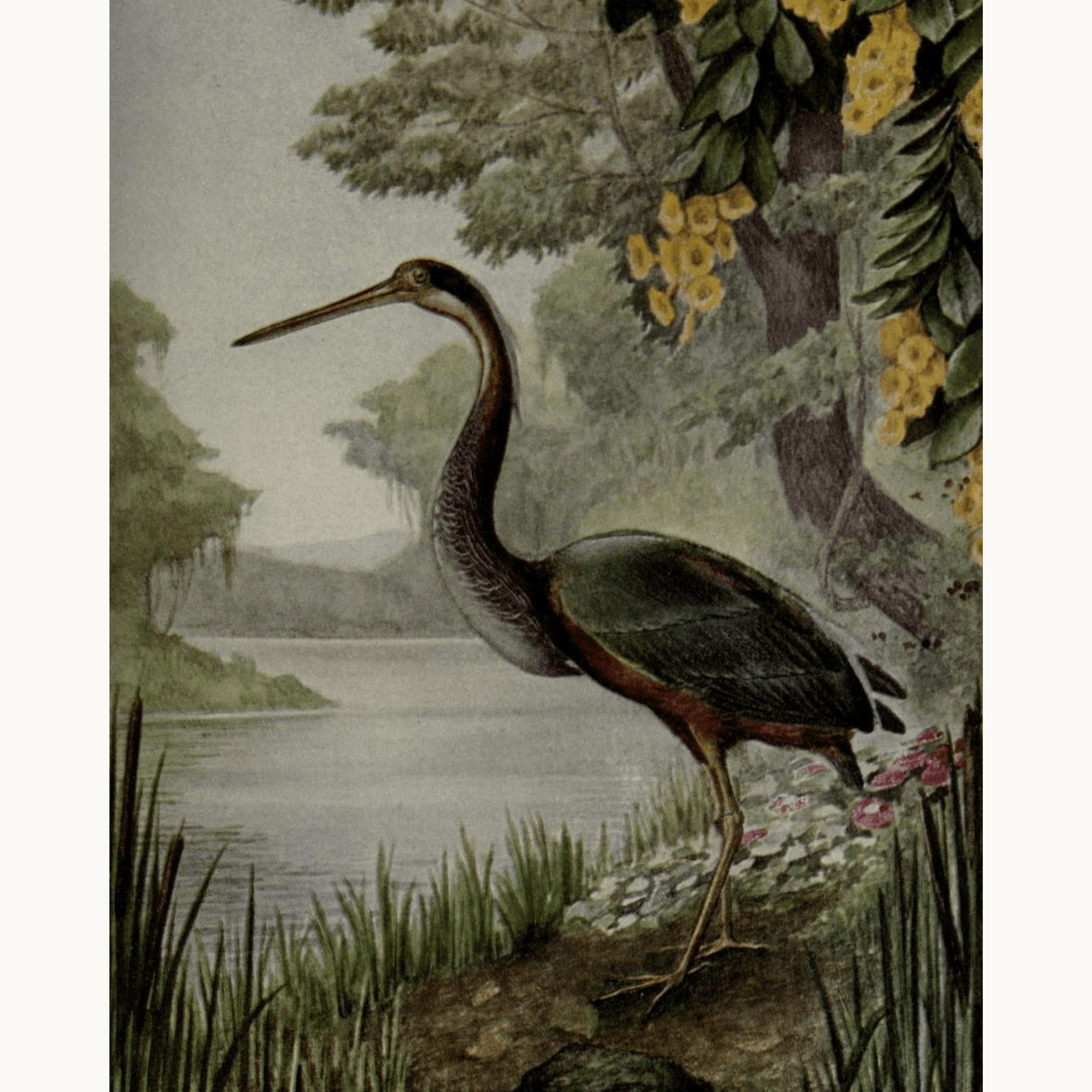 Agami Heron by J.L. Ridgway - Number Artist Paint by Numbers Kits