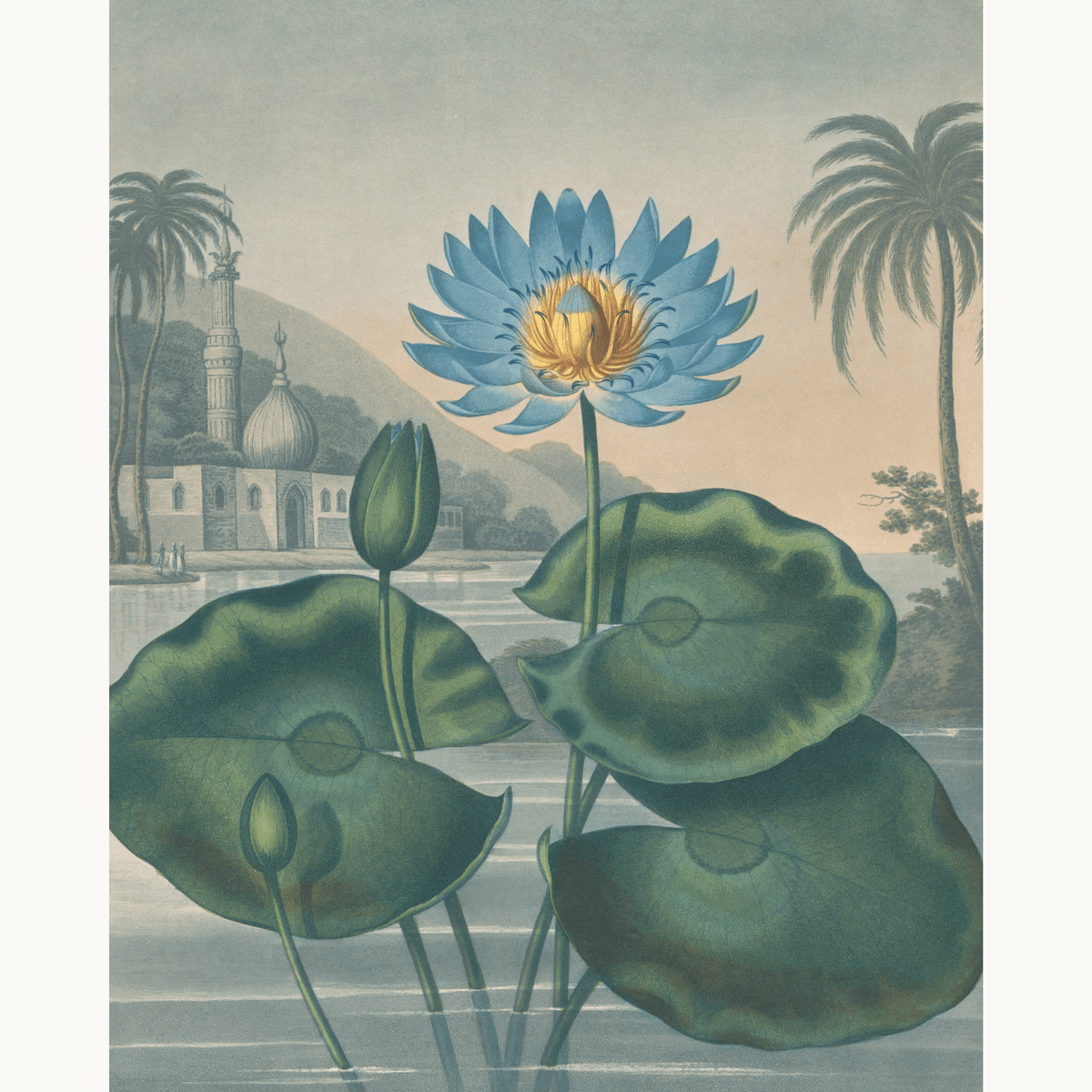 The Blue Egyptian Water-Lily by Robert John Thornton - Number Artist Paint by Numbers Kits