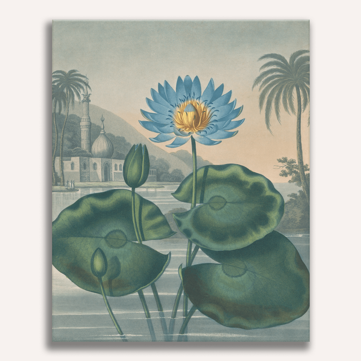 The Blue Egyptian Water-Lily by Robert John Thornton - Number Artist Paint by Numbers Kits