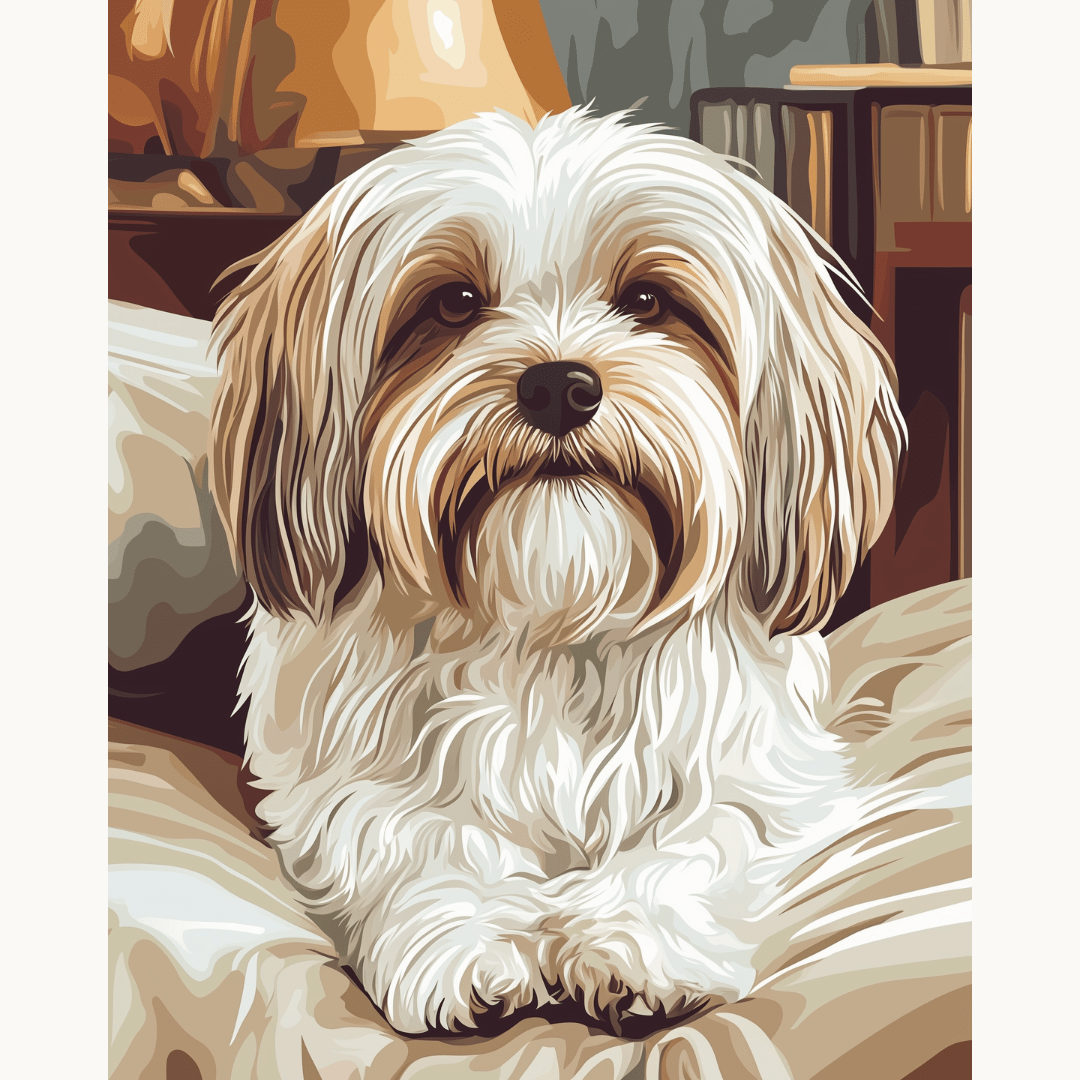 Havanese Dog