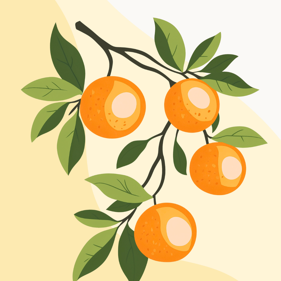 This is a digital illustration showcasing a plant featuring large, juicy oranges growing on trees.