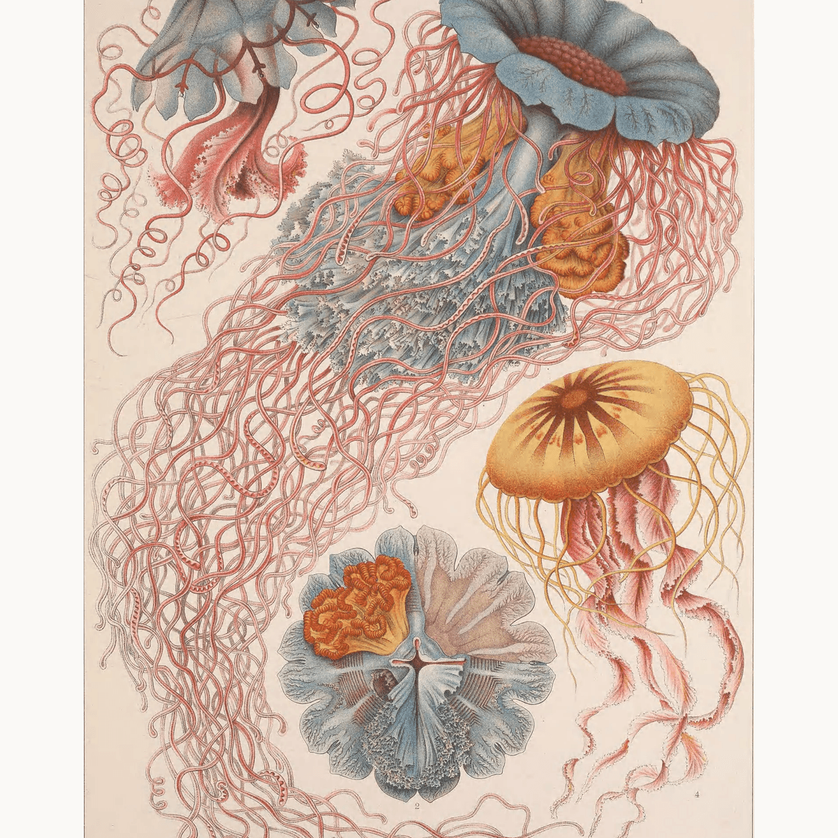 Discomedusae by Ernst Haeckel - Number Artist Paint by Numbers Kits