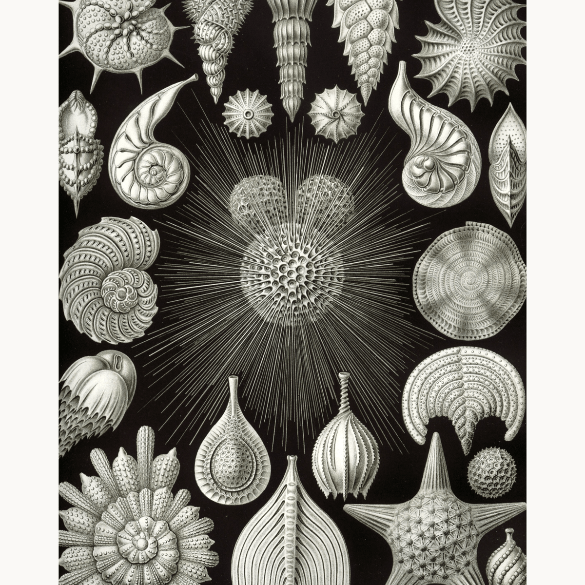 Thalamphora by Ernst Haeckel - Number Artist Paint by Numbers Kits