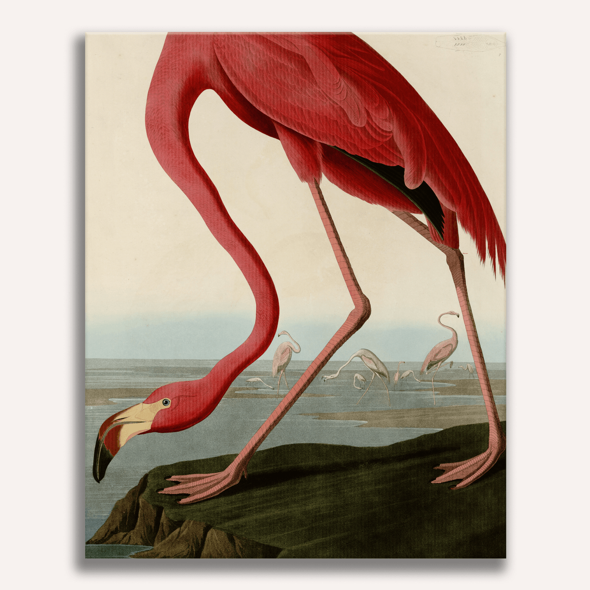 American Flamingo by John James Audubon - Number Artist Paint by Numbers Kits