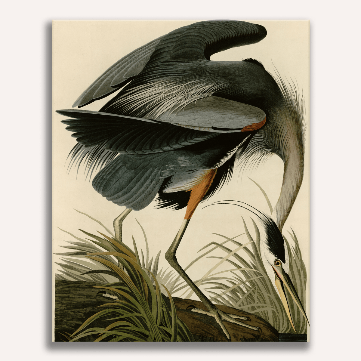 Great Blue Heron by John James Audubon - Number Artist Paint by Numbers Kits