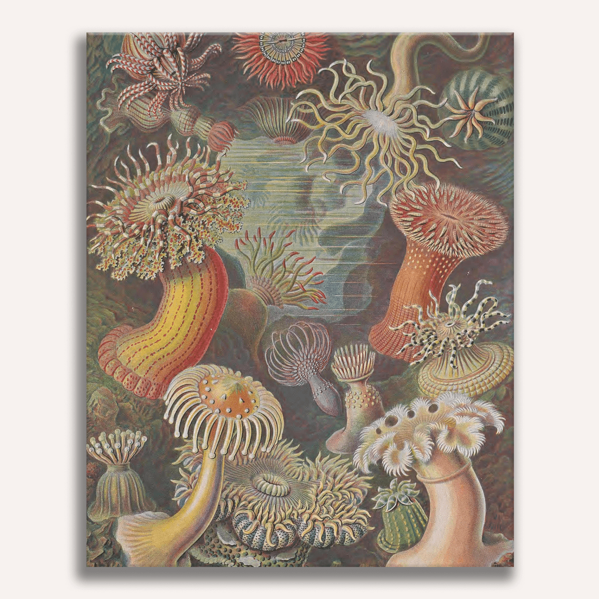 Actiniae by Ernst Haeckel - Number Artist Paint by Numbers Kits