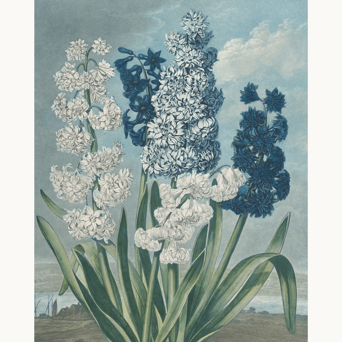 Hyacinths by Robert John Thornton - Number Artist Paint by Numbers Kits