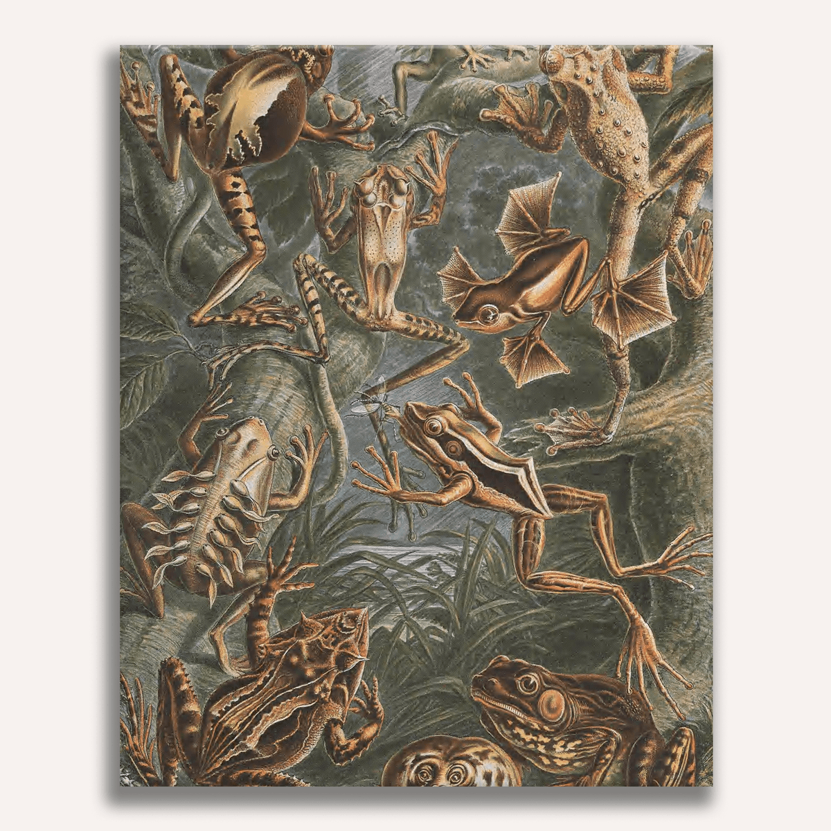 Batrachia by Ernst Haeckel - Number Artist Paint by Numbers Kits