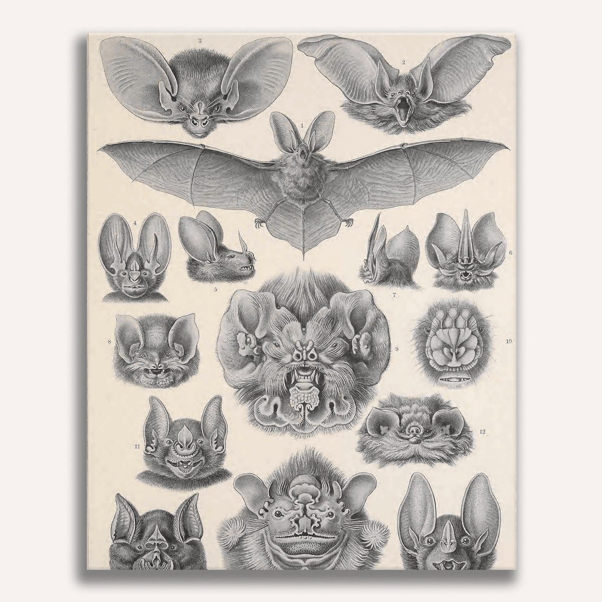 Chiroptera by Ernst Haeckel - Number Artist Paint by Numbers Kits