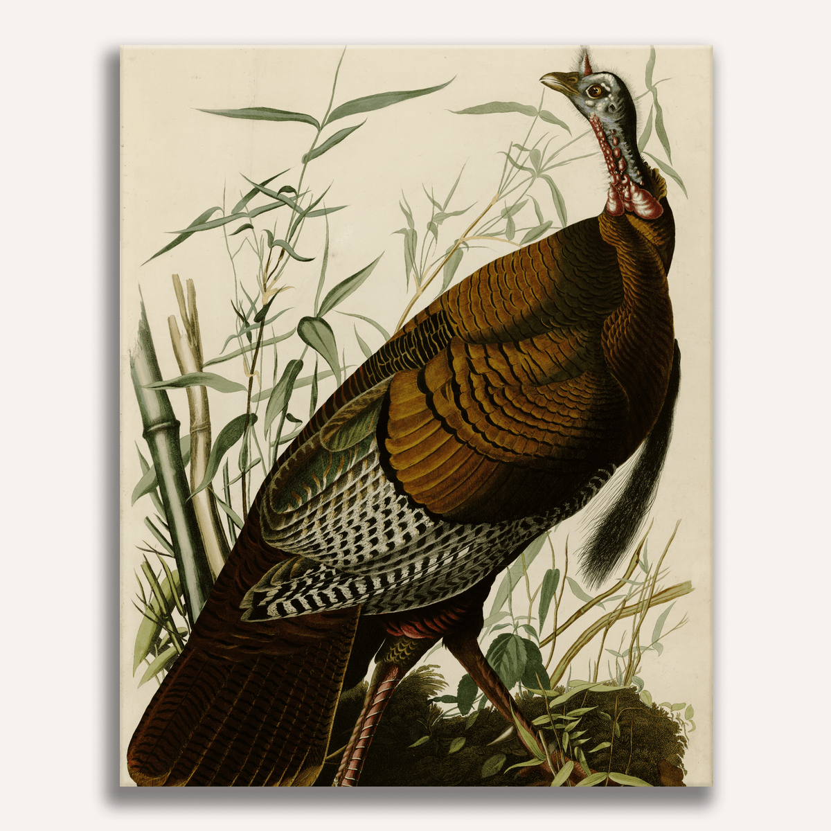 Wild Turkey by John James Audubon - Number Artist Paint by Numbers Kits