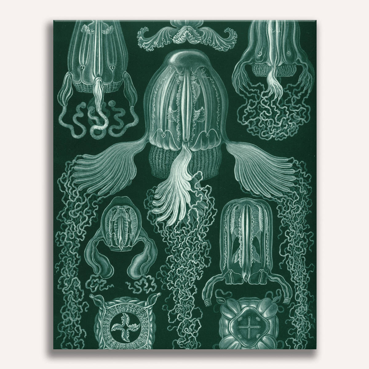 Cubomedusae by Ernst Haeckel - Number Artist Paint by Numbers Kits