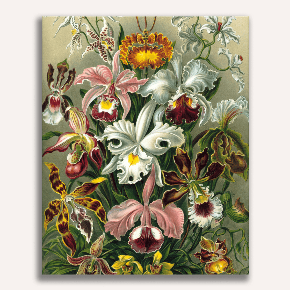 Orchidae by Ernst Haeckel - Number Artist Paint by Numbers Kits