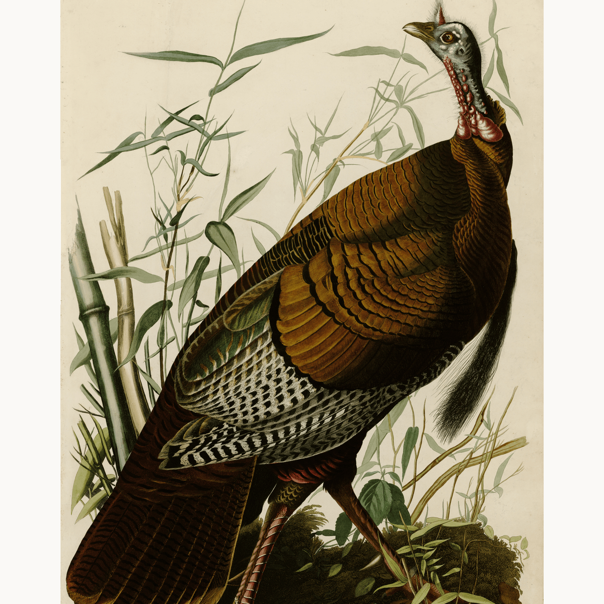 Wild Turkey by John James Audubon - Number Artist Paint by Numbers Kits
