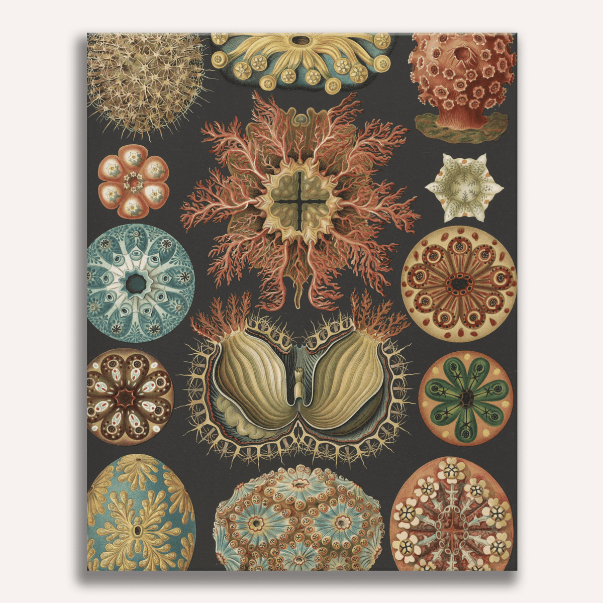 Ascidiae by Ernst Haeckel - Number Artist Paint by Numbers Kits