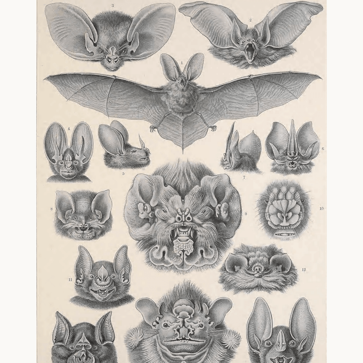 Chiroptera by Ernst Haeckel - Number Artist Paint by Numbers Kits