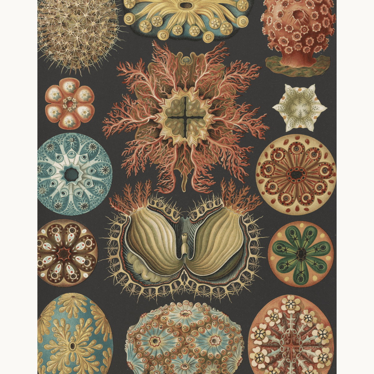 Ascidiae by Ernst Haeckel - Number Artist Paint by Numbers Kits