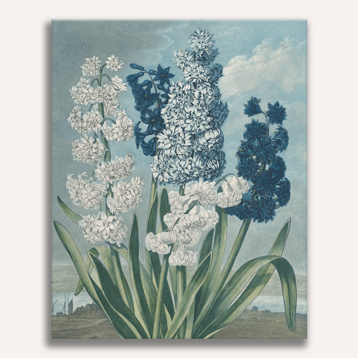 Hyacinths by Robert John Thornton - Number Artist Paint by Numbers Kits