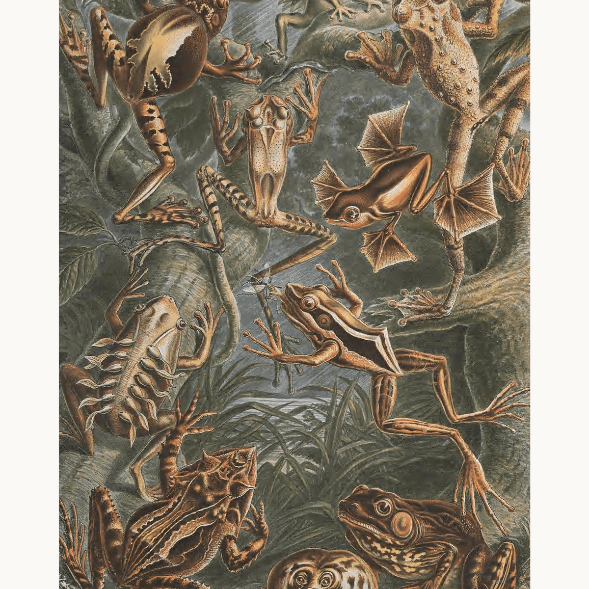 Batrachia by Ernst Haeckel - Number Artist Paint by Numbers Kits