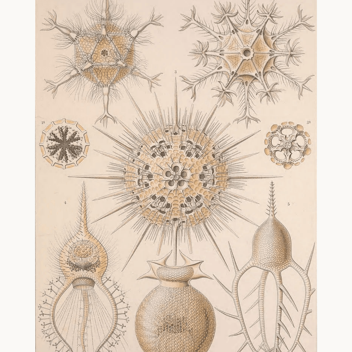 Phaeodaria by Ernst Haeckel - Number Artist Paint by Numbers Kits