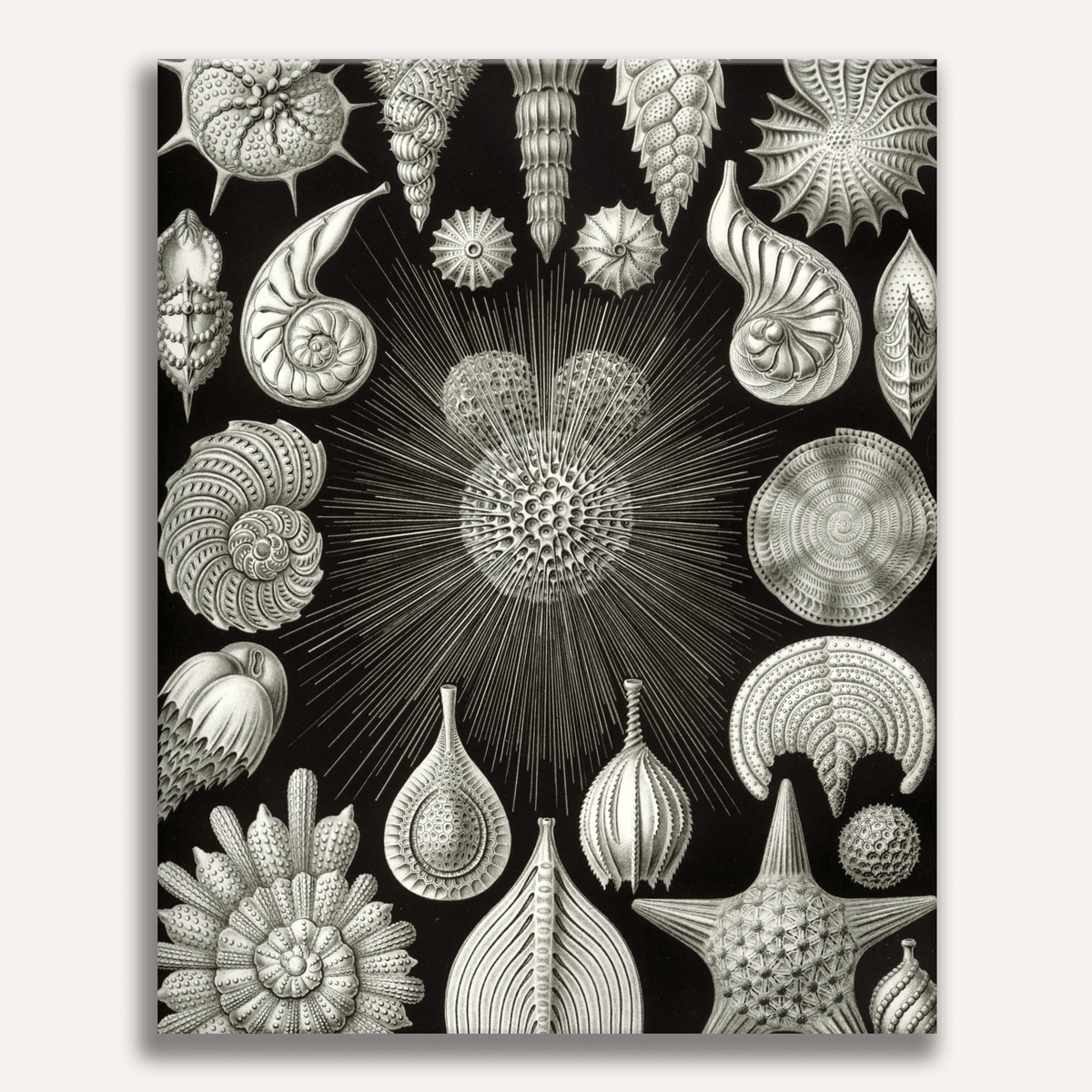 Thalamphora by Ernst Haeckel - Number Artist Paint by Numbers Kits