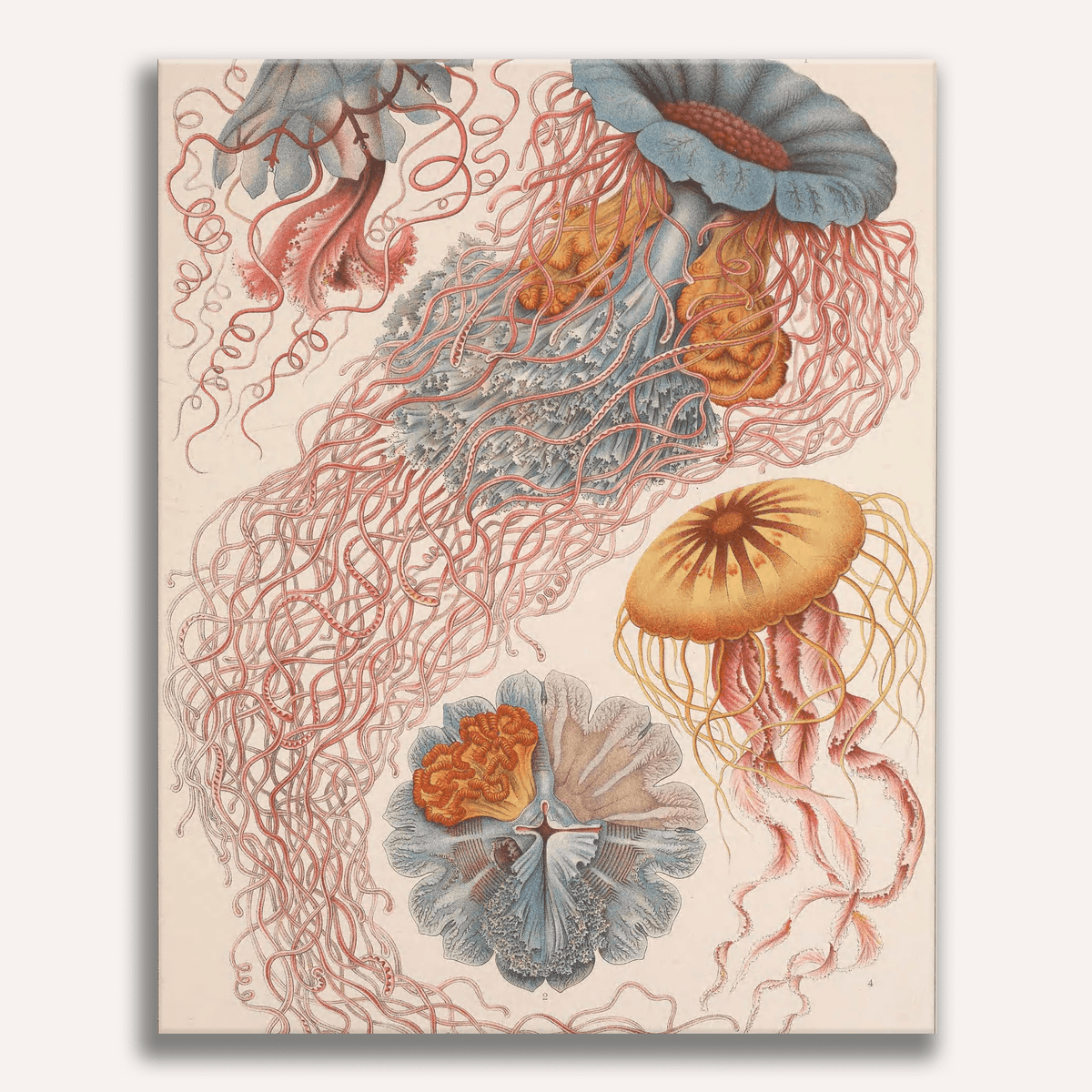 Discomedusae by Ernst Haeckel - Number Artist Paint by Numbers Kits