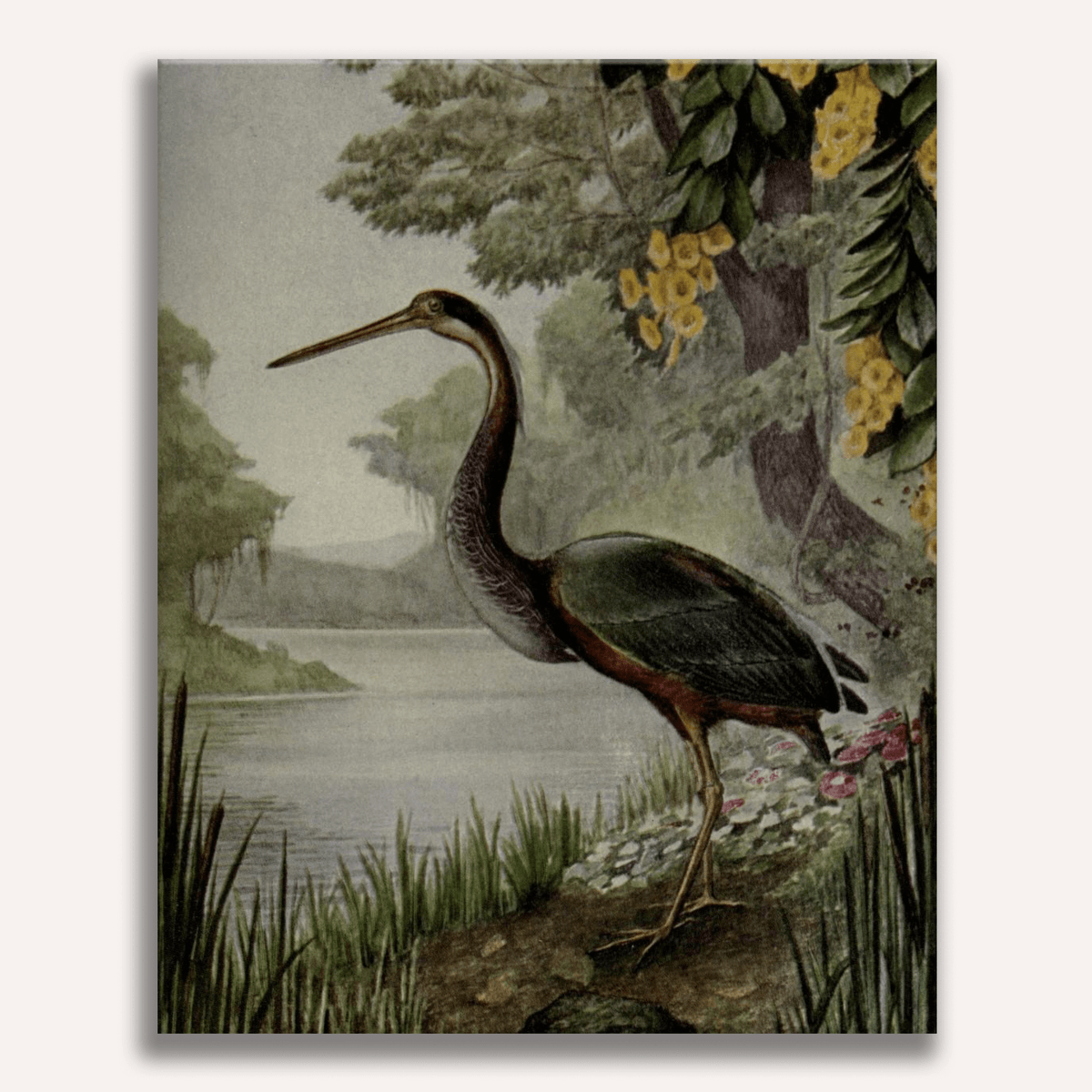 Agami Heron by J.L. Ridgway - Number Artist Paint by Numbers Kits