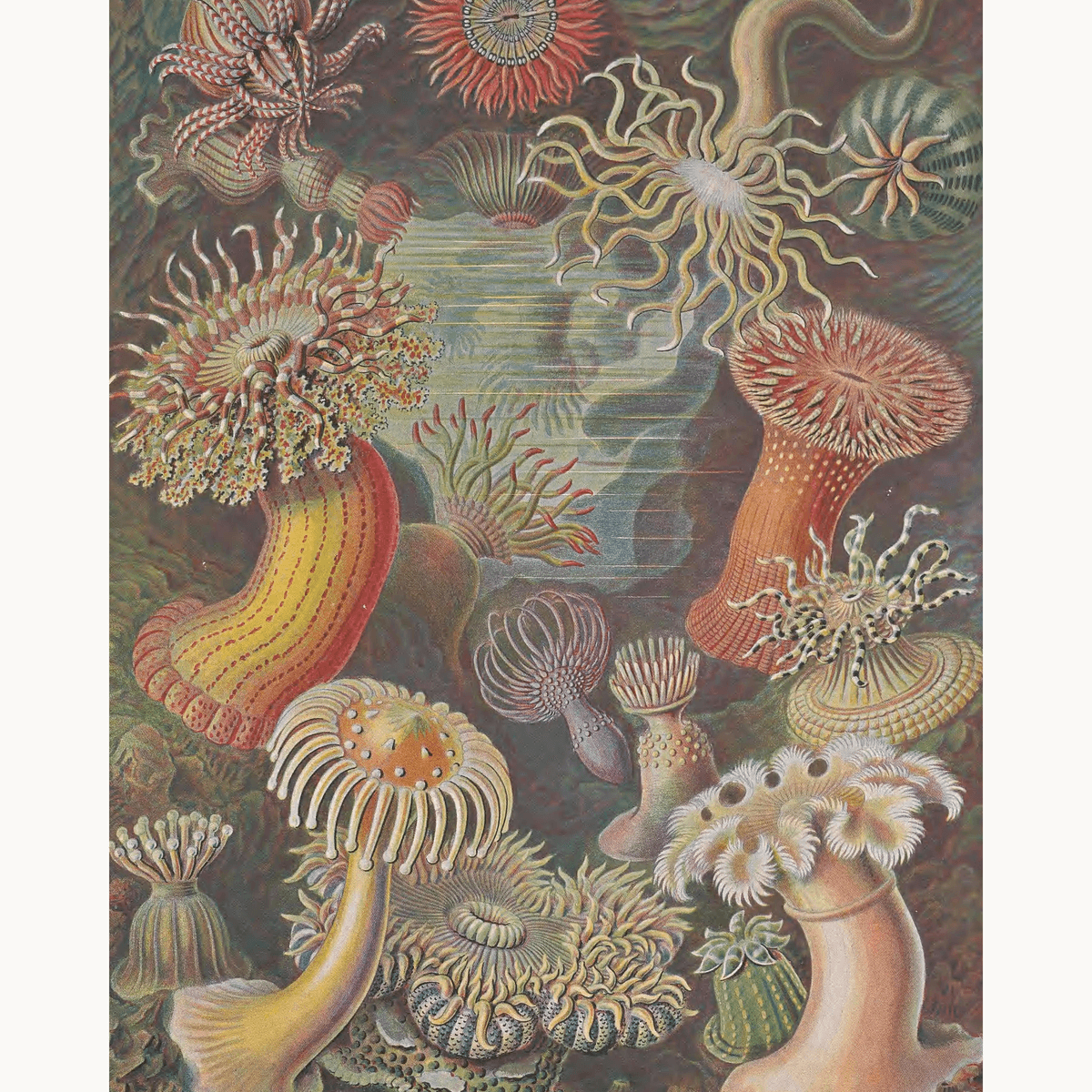 Actiniae by Ernst Haeckel - Number Artist Paint by Numbers Kits