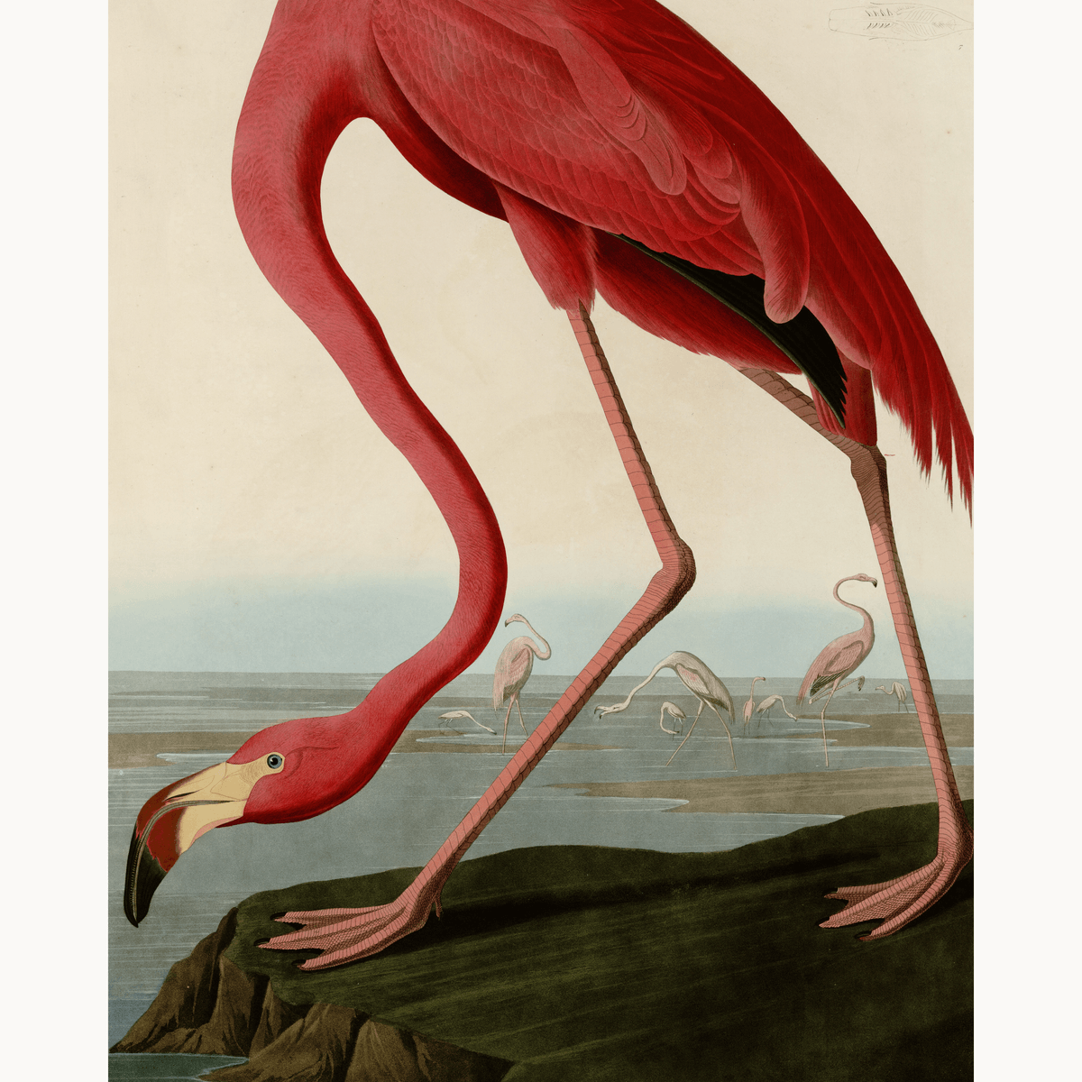 American Flamingo by John James Audubon - Number Artist Paint by Numbers Kits