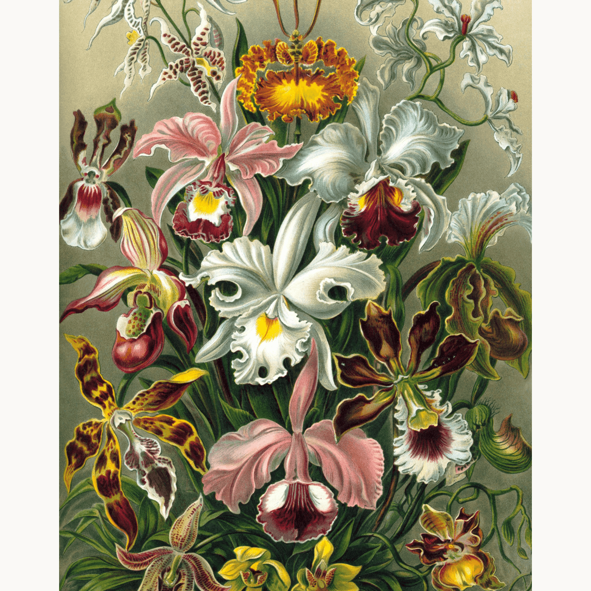 Orchidae by Ernst Haeckel - Number Artist Paint by Numbers Kits